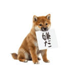 看板を持つ柴犬の伝えるスタンプ（個別スタンプ：4）