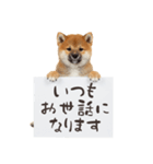 看板を持つ柴犬の伝えるスタンプ（個別スタンプ：5）