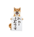 看板を持つ柴犬の伝えるスタンプ（個別スタンプ：6）