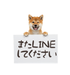 看板を持つ柴犬の伝えるスタンプ（個別スタンプ：7）