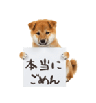 看板を持つ柴犬の伝えるスタンプ（個別スタンプ：8）