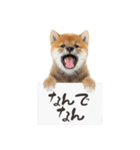 看板を持つ柴犬の伝えるスタンプ（個別スタンプ：9）