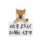 看板を持つ柴犬の伝えるスタンプ（個別スタンプ：10）
