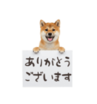 看板を持つ柴犬の伝えるスタンプ（個別スタンプ：11）