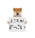 看板を持つ柴犬の伝えるスタンプ（個別スタンプ：12）
