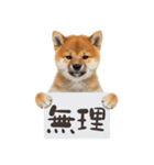 看板を持つ柴犬の伝えるスタンプ（個別スタンプ：13）