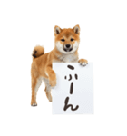 看板を持つ柴犬の伝えるスタンプ（個別スタンプ：14）