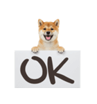 看板を持つ柴犬の伝えるスタンプ（個別スタンプ：15）