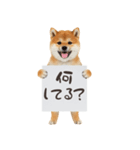 看板を持つ柴犬の伝えるスタンプ（個別スタンプ：16）