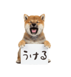 看板を持つ柴犬の伝えるスタンプ（個別スタンプ：17）
