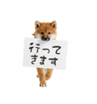 看板を持つ柴犬の伝えるスタンプ（個別スタンプ：19）
