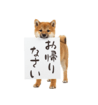 看板を持つ柴犬の伝えるスタンプ（個別スタンプ：20）
