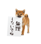 看板を持つ柴犬の伝えるスタンプ（個別スタンプ：21）