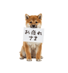 看板を持つ柴犬の伝えるスタンプ（個別スタンプ：22）
