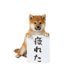 看板を持つ柴犬の伝えるスタンプ（個別スタンプ：23）