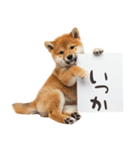 看板を持つ柴犬の伝えるスタンプ（個別スタンプ：24）