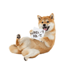 看板を持つ柴犬の伝えるスタンプ（個別スタンプ：25）