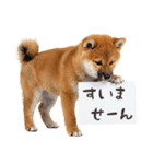 看板を持つ柴犬の伝えるスタンプ（個別スタンプ：26）