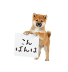 看板を持つ柴犬の伝えるスタンプ（個別スタンプ：27）