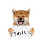 看板を持つ柴犬の伝えるスタンプ（個別スタンプ：28）