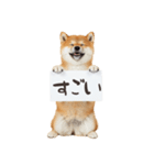 看板を持つ柴犬の伝えるスタンプ（個別スタンプ：29）