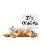 看板を持つ柴犬の伝えるスタンプ（個別スタンプ：30）