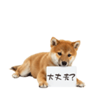 看板を持つ柴犬の伝えるスタンプ（個別スタンプ：31）