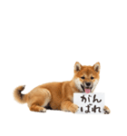 看板を持つ柴犬の伝えるスタンプ（個別スタンプ：32）