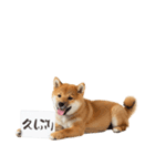 看板を持つ柴犬の伝えるスタンプ（個別スタンプ：33）