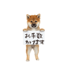 看板を持つ柴犬の伝えるスタンプ（個別スタンプ：34）
