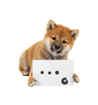 看板を持つ柴犬の伝えるスタンプ（個別スタンプ：35）