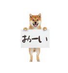 看板を持つ柴犬の伝えるスタンプ（個別スタンプ：36）
