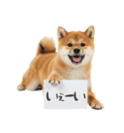看板を持つ柴犬の伝えるスタンプ（個別スタンプ：38）