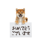 看板を持つ柴犬の伝えるスタンプ（個別スタンプ：39）