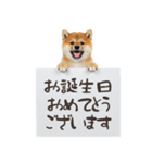 看板を持つ柴犬の伝えるスタンプ（個別スタンプ：40）