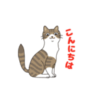 敬語でオトナにゃんこたちの動くスタンプ（個別スタンプ：2）