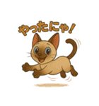 シャム猫の日常スタンプ（個別スタンプ：16）