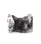 好きっちゃ ホロ兄（個別スタンプ：1）