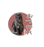 好きっちゃ ホロ兄（個別スタンプ：2）