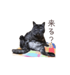 好きっちゃ ホロ兄（個別スタンプ：4）