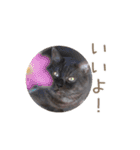 好きっちゃ ホロ兄（個別スタンプ：5）