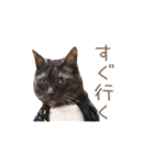 好きっちゃ ホロ兄（個別スタンプ：7）