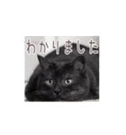 好きっちゃ ホロ兄（個別スタンプ：8）