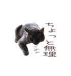 好きっちゃ ホロ兄（個別スタンプ：11）
