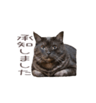 好きっちゃ ホロ兄（個別スタンプ：12）