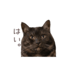 好きっちゃ ホロ兄（個別スタンプ：14）