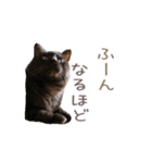 好きっちゃ ホロ兄（個別スタンプ：16）
