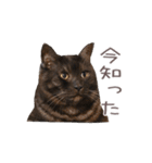 好きっちゃ ホロ兄（個別スタンプ：17）