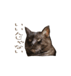 好きっちゃ ホロ兄（個別スタンプ：19）