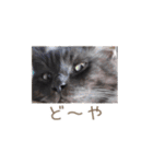 好きっちゃ ホロ兄（個別スタンプ：20）